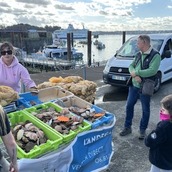 Vente directe de coquilles Saint-Jacques