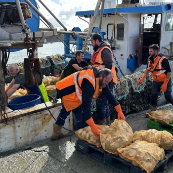 Vente directe de coquilles Saint-Jacques